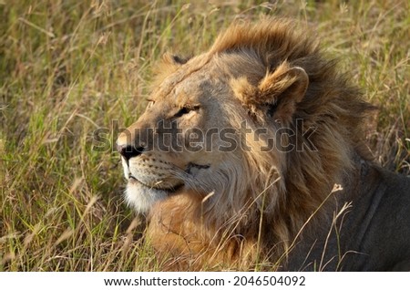 Lion in the wind  Picture was taken in the Serengeti park in Tanzania 