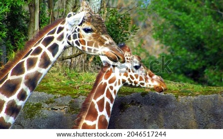 A closeup shot of two giraffes in a park