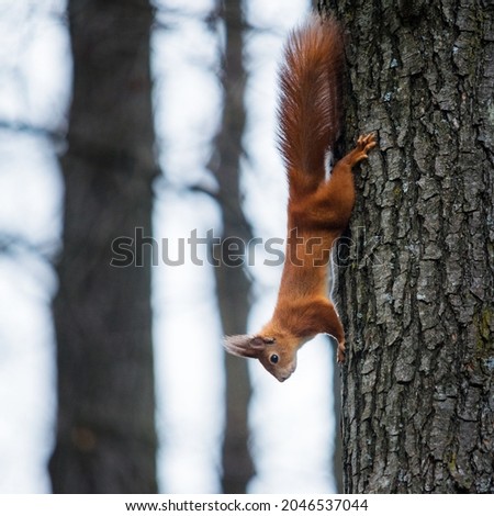 Squirrel on a tree, closeup view