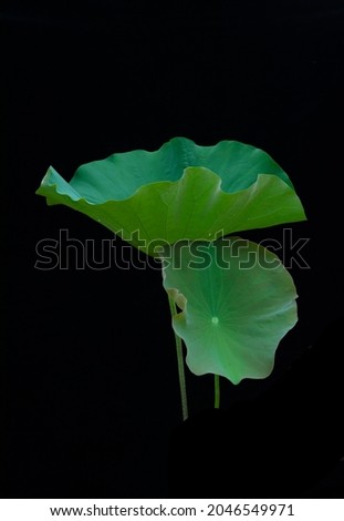Lotus green leaf on the black background 