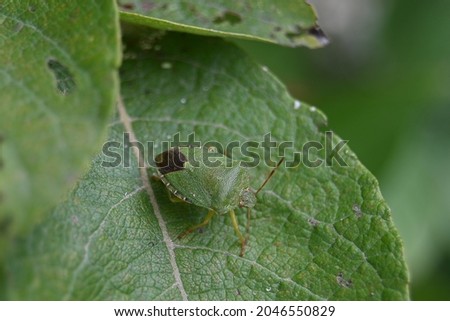 a large green bedbug lands on a green leaf