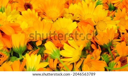 Fresh organic calendula flowers background. Uniform background of bright orange marigold flowers. Close-up, top view.	