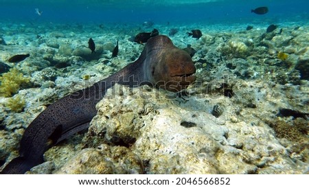 Moray eels, Pisces - type bone fish Osteichthyes, Moray eels (Muraenidae), Giant moray eels.