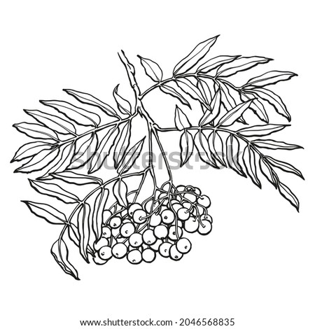 Rowan branch sketch. Outlines hand drawn in ink. Black and white drawing. Isolated image of tree branch. Royalty-Free Stock Photo #2046568835