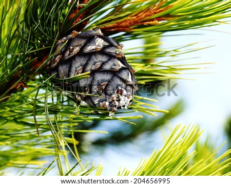 pine cones,cedar cones,blue sky.