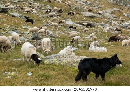 Two sheepdogs, the black one for herding, the white one, a Patou, for guarding a flock of sheep from wolves, in the Swiss Alps Royalty-Free Stock Photo #2046581978