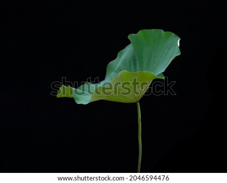 Lotus green leaf on black background