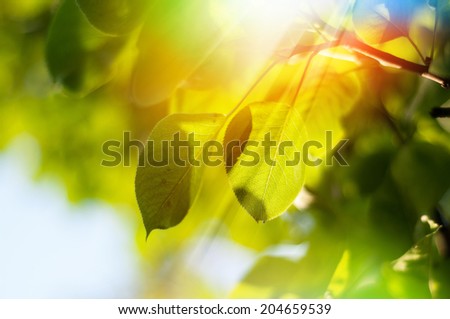rays of the summer sun shining through the green foliage of the trees Royalty-Free Stock Photo #204659539