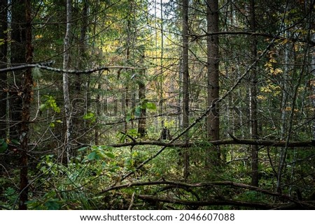 Daytime forest landscape from Russia