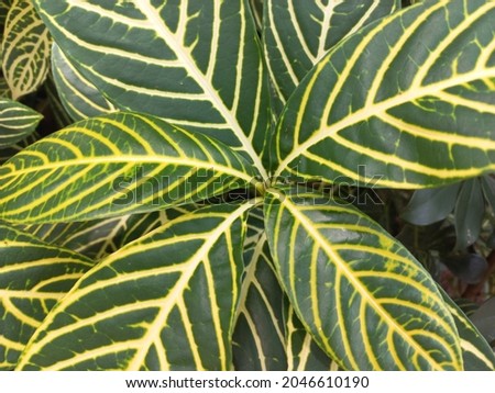 close up of colorful green leaves