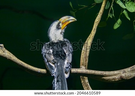 The exotic toucan bird perched on a tree branch