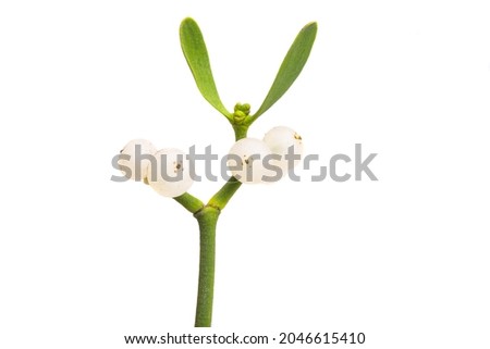 mistletoe isolated on white background 