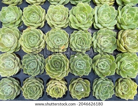 Top aerial view on rows of thick green leaves rosette succulent in black planter. Seamless.