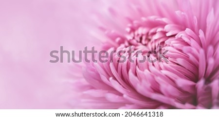 Chrysanthemum pink macro. Delicate pink petals in selective focus. Full-frame background of chrysanthemums. The idea of tenderness and fragility for Mother's Day. Small depth of field. Pastel Banner