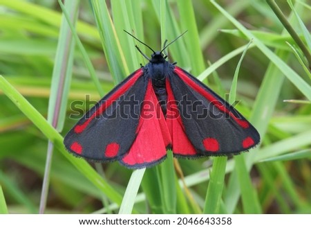 The cinnabar moth Tyria jacobaeae is a brightly coloured arctiid moth. The cinnabar moth (Tyria jacobaeae) is a brightly coloured arctiid moth, Lepidoptera, Erebidae, Arctiinae, Phalaena.  Royalty-Free Stock Photo #2046643358