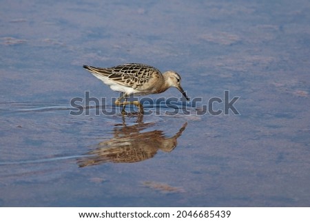 A woodcock in search of food in a salt lake