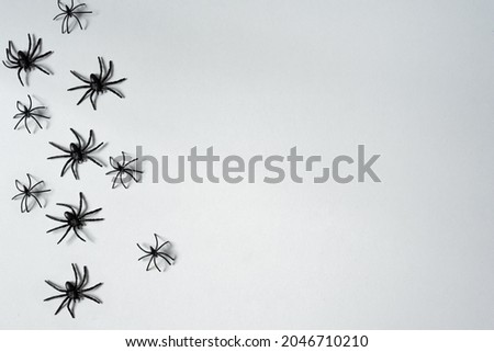 Various small and large spiders on white background with copy space. Halloween decoration