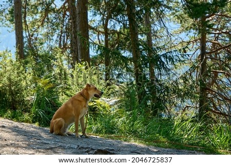 A dog in a wood in Swiss Alps