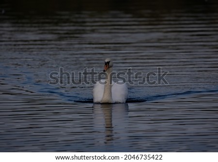 A beautiful white swan swimming in a pond