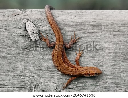 Viviparous lizard close-up. Brown beautiful lizard on a wooden background macro photography. Lizard is sitting on a tree. Royalty-Free Stock Photo #2046741536