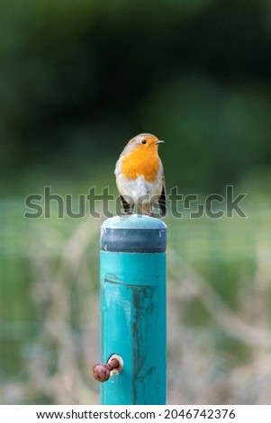 A portrait of a robin bird sitting on a green post. The animal is also called a redbreast or looking around.