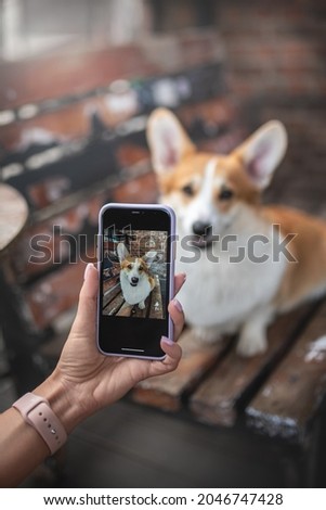 A female hand with a purple manicure taking a picture on a smartphone of a cute Pembroke Welsh Corgi sitting on an old wooden bench. Cityscape. Photoshoot backstage. Dog posing