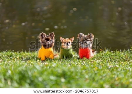 Three chihuahua dogs wearing stylish clothes are sitting on green grass in the cold autumn season. 