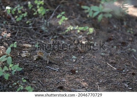 Cute little chipmunks at Yellowstone National Park