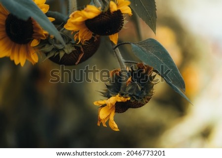 Sunflowers at the end of Summertime
