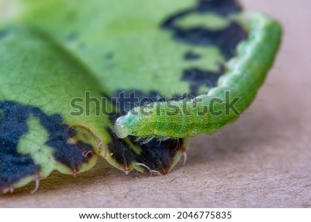 
A caterpillar slides on a green leaf