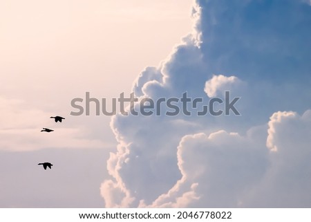 Birds flying in the sky, fleeing from very threatening clouds, storm clouds. Birds in the air, freedom and independence Royalty-Free Stock Photo #2046778022