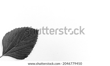 black and white background of leaves on isolated white background.