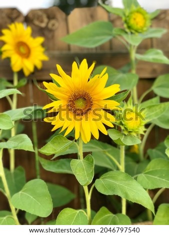 Closeup of a bright yellow blooming sunflower growing along a wooden fence.