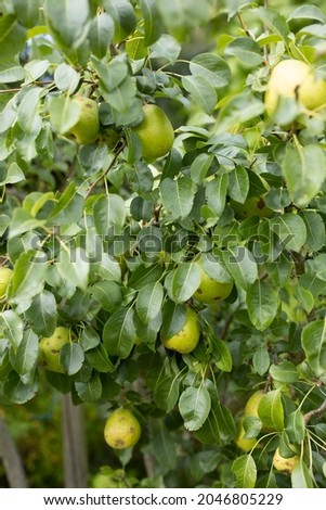 green wild pear hanging on a tree