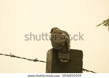 Common cuckoo standing on the pillar and behind the yellow background. 