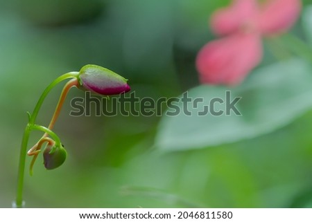 Water henna flower buds or Impatiens balsamina on blur background