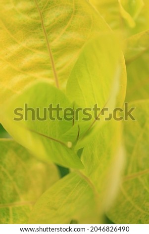 full frame picture of yellow leaves selective focus and shallow depth of field