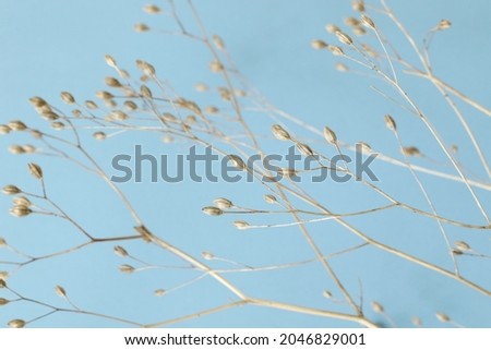 blue background with dry flowers