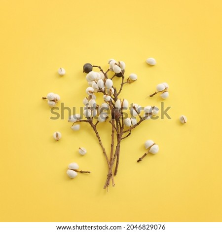 Top view image of autumn forest white seeds natural composition over yellow background .Flat lay