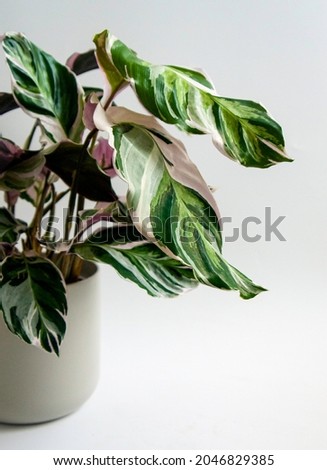 Closeup of tropical Calathea Fusion White Prayer plant, Calathea leitzei in pot. Exotic, white and green variegated leaves and lush pinkish purple underside. Isolated on white background, text space. 