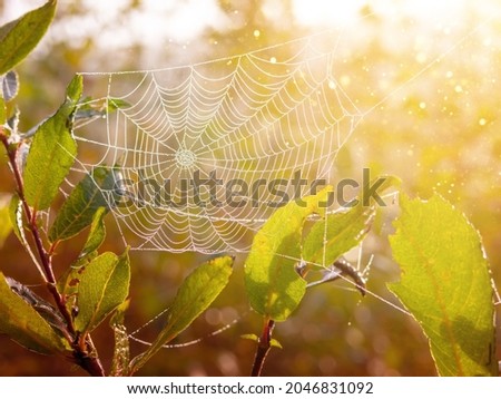 Spider web close-up.The shot of the big cobweb close-up with the branch in it and the bright background of dew drops , shining under the sunlight.