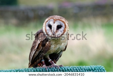 Ashy faced owl at a bird of prey center