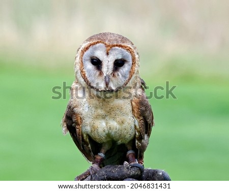 Ashy faced owl at a bird of prey center