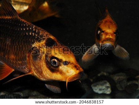 A closeup shot of fishes swimming in the aquarium