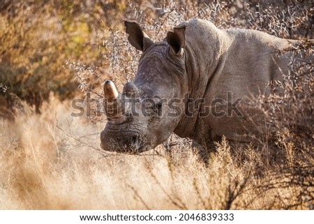 A view of a rhinoceros in its habitat on safari in Okavanga, Delta, Botswana