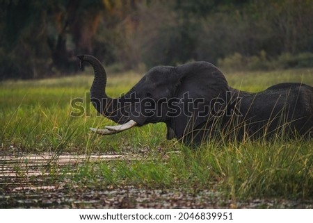 A view of an elephant in its habitat on safari in Okavanga, Delta, Botswana