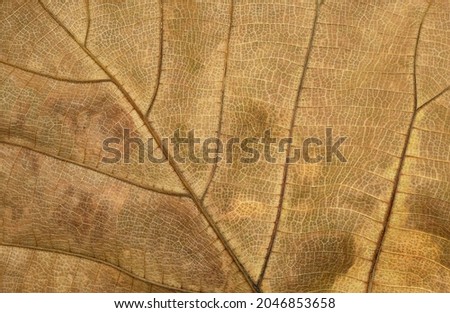 close up dry brown leaf texture ( teak leaf )
