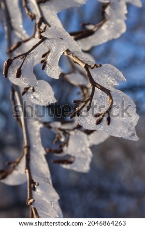 frozen branch with a thick layer of ice