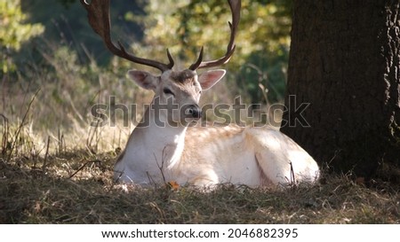 White Deer Under Tree In Sun