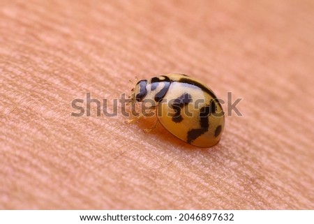 ladybug, macro photo. close-up detail photo. ladybug standing on human hand.